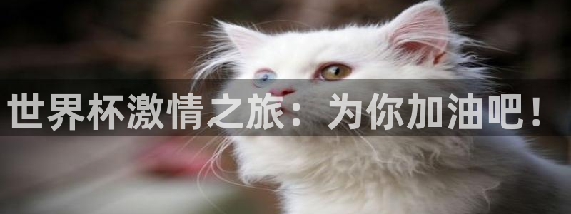 世界杯直播观看：世界杯激情之旅：为你加油吧！