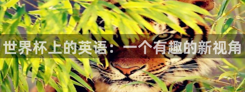 世界杯球赛：世界杯上的英语：一个有趣的新视角